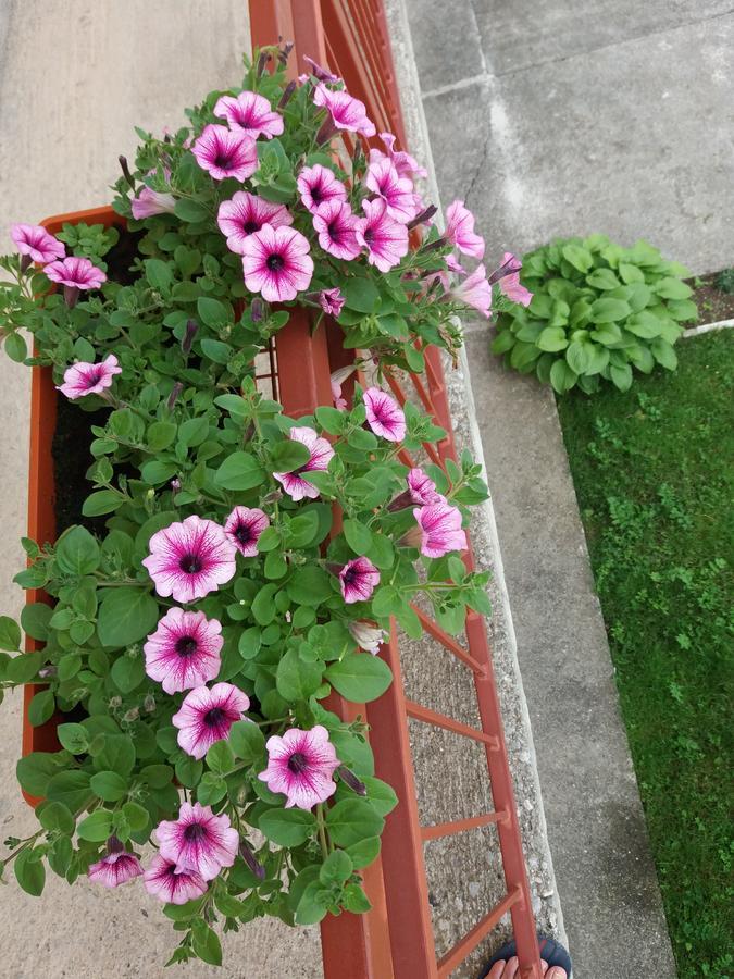 Apartments Mirkovic Cetinje Extérieur photo